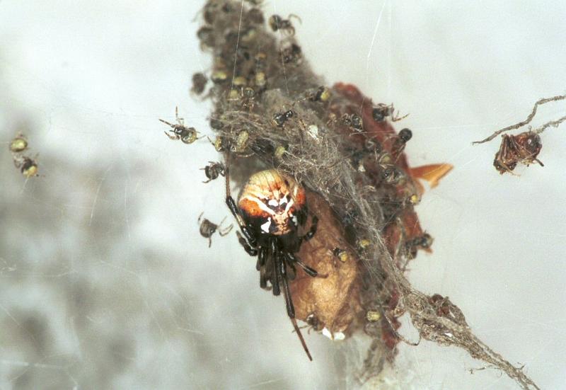 Parasteatoda_lunata_F2131_Z_85_Les Gris_Frankrijk.jpg